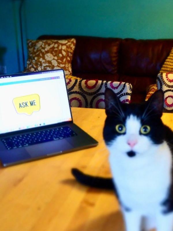 cat computer