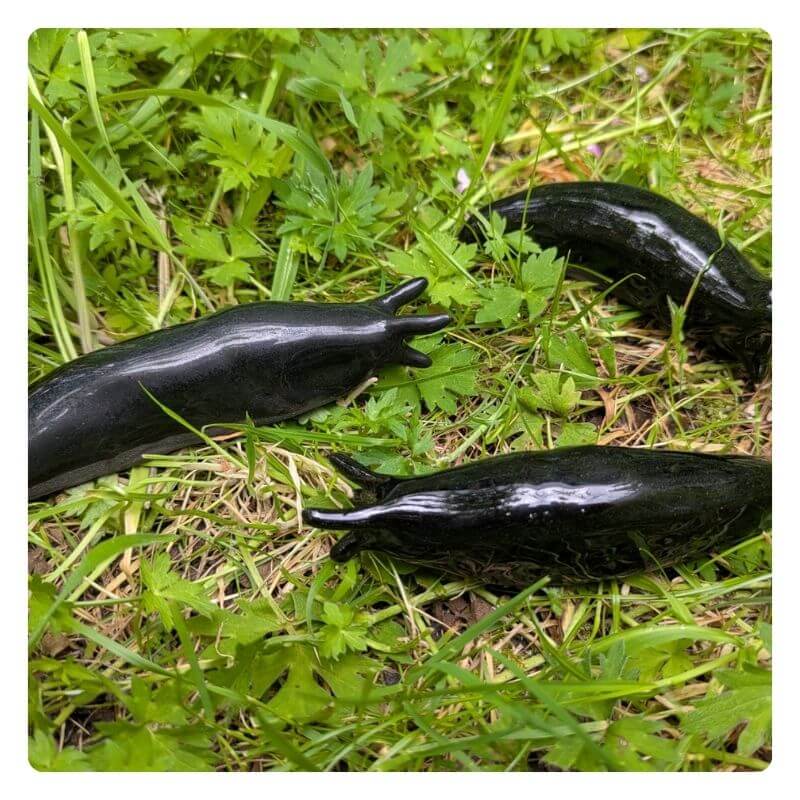 Featured Artist Liz Harvey artwork slugs